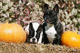 BOULEDOGUE FRANCAIS 1206